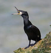 Great Cormorant