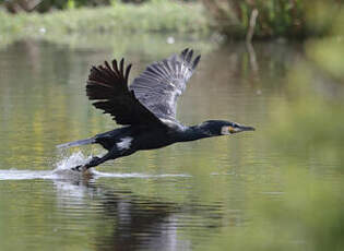 Grand Cormoran