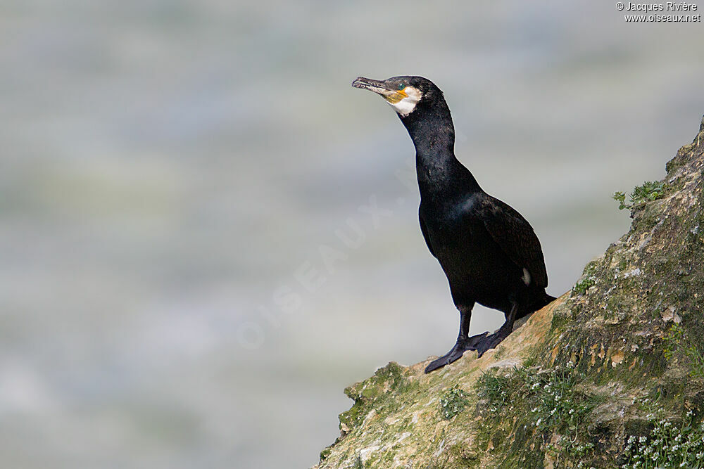 Great Cormorantadult breeding