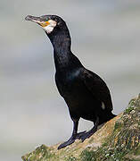 Great Cormorant