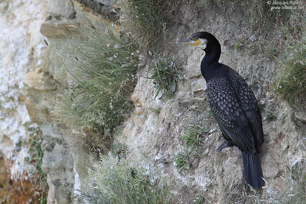 Great Cormorantadult breeding