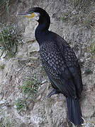 Great Cormorant