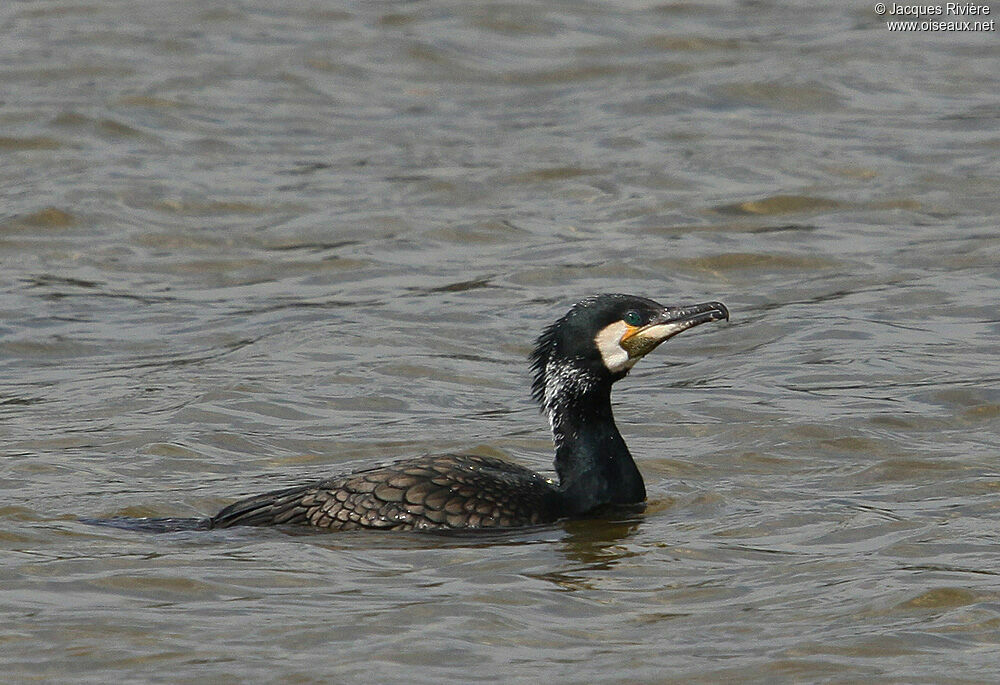 Grand Cormoranadulte nuptial