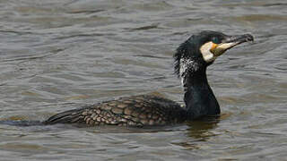 Great Cormorant