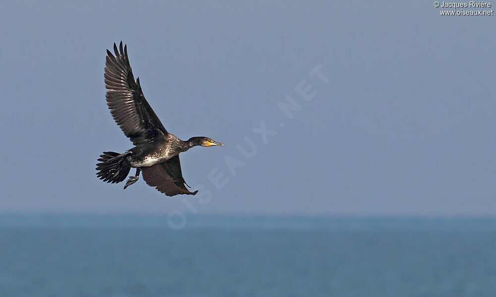 Grand Cormoran1ère année, Vol