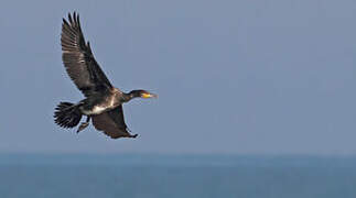 Great Cormorant