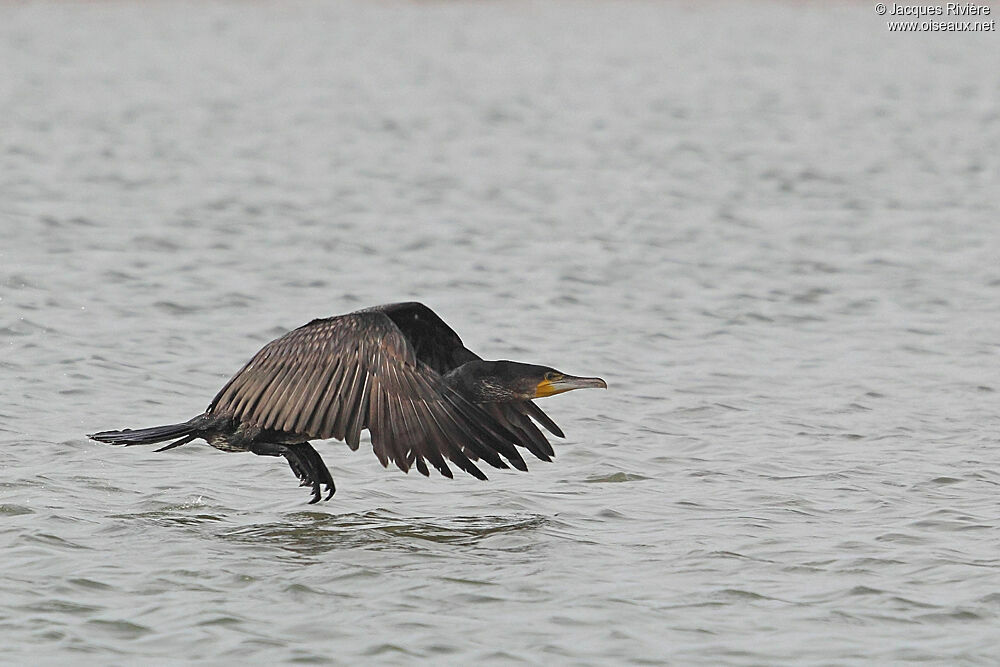 Great Cormorantadult post breeding, Flight