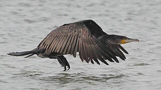 Great Cormorant