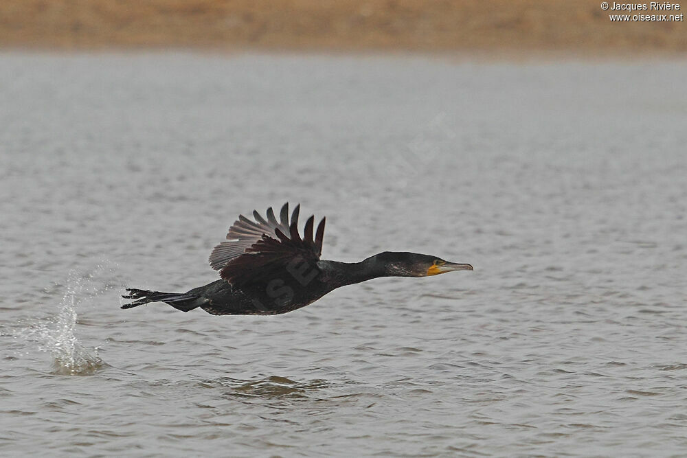 Grand Cormoranadulte internuptial, Vol