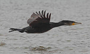 Great Cormorant