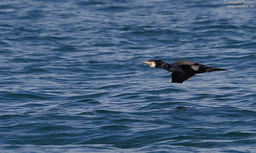 Great Cormorantadult post breeding, Flight