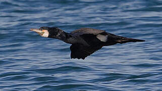 Great Cormorant