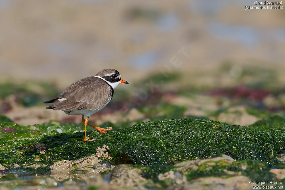 Common Ringed Ploveradult breeding, identification, walking