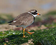 Common Ringed Plover