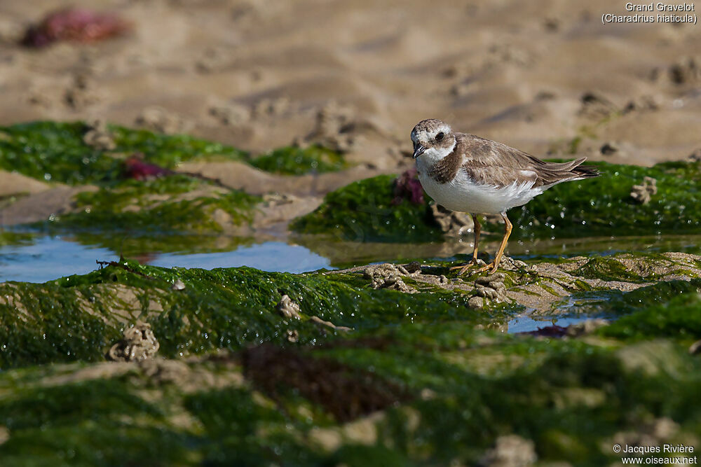 Common Ringed Ploverimmature, identification