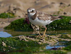 Common Ringed Plover