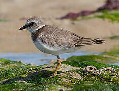 Common Ringed Plover