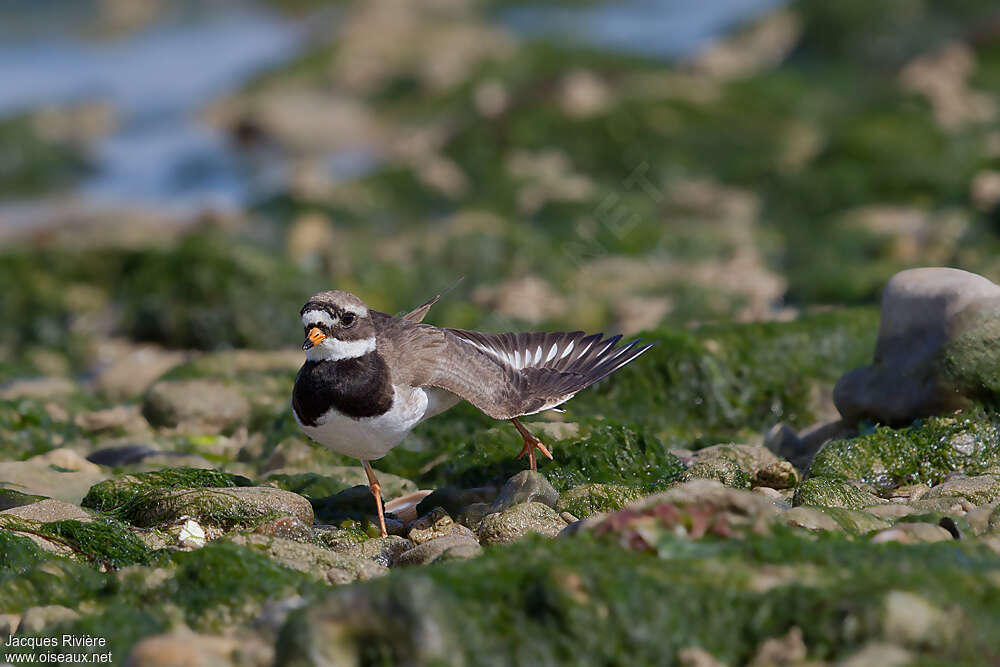 Common Ringed Ploveradult breeding, Behaviour