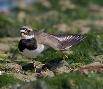 Common Ringed Plover