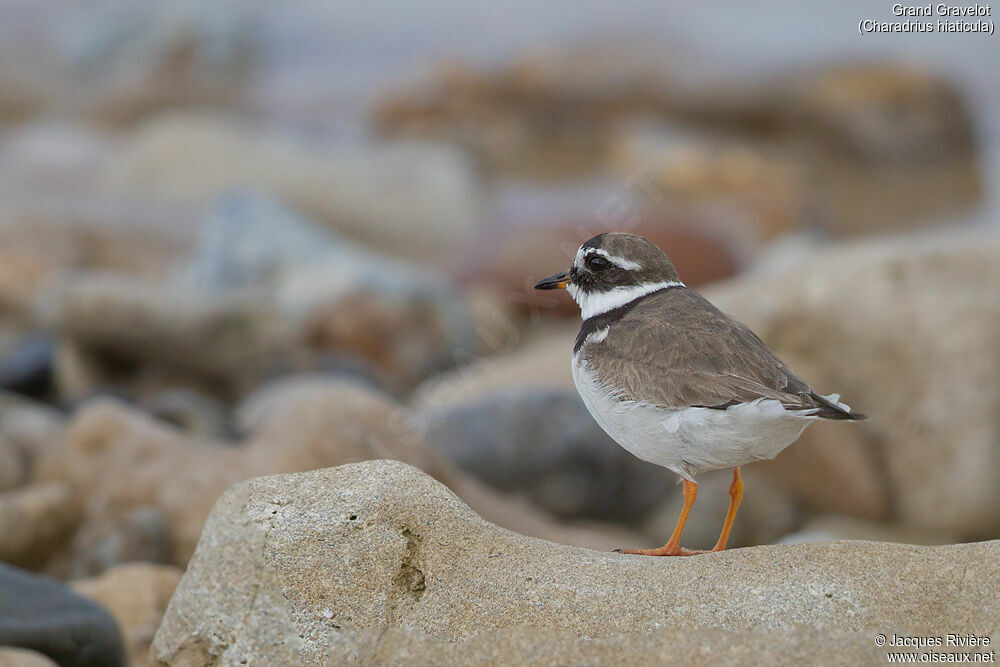 Common Ringed Ploverimmature, identification