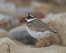 Common Ringed Plover