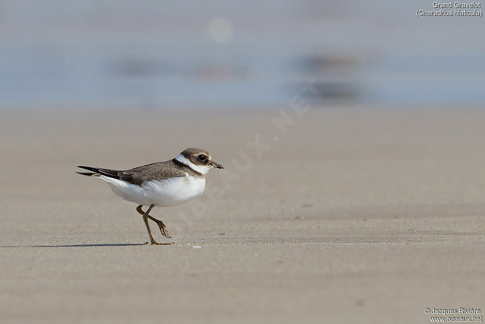 Common Ringed Ploverimmature, identification, walking