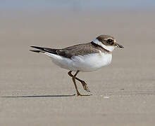 Common Ringed Plover