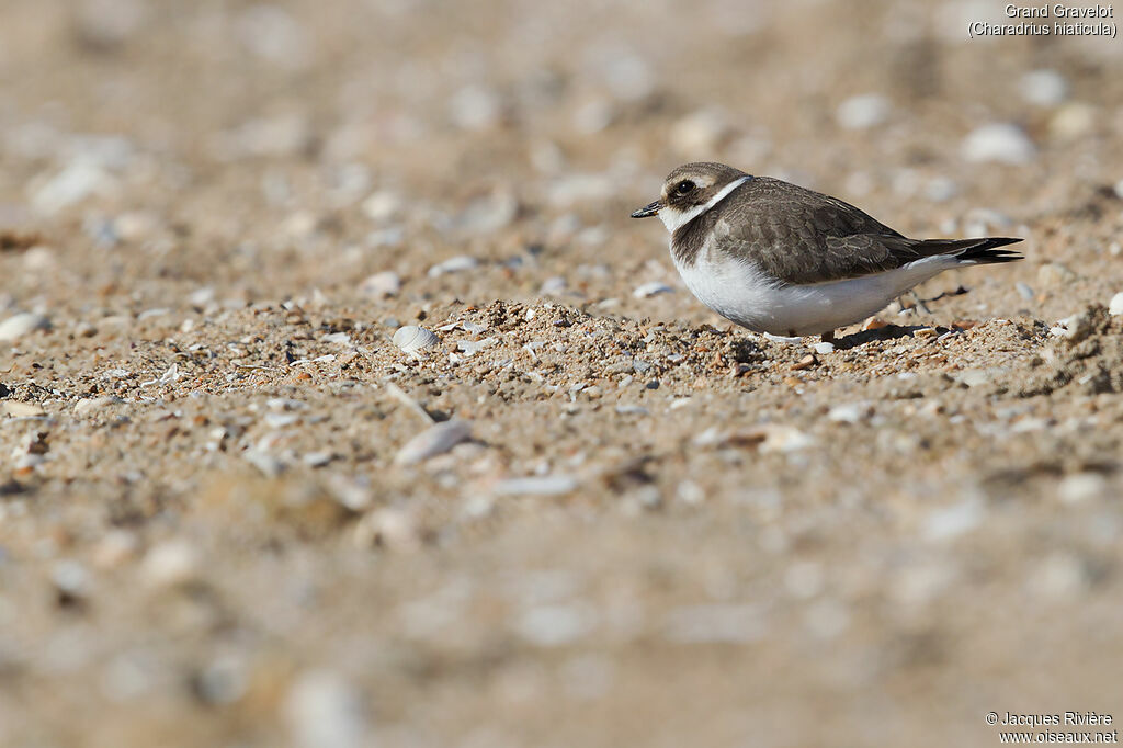 Common Ringed Ploverimmature, identification