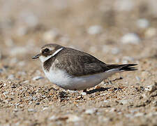 Common Ringed Plover