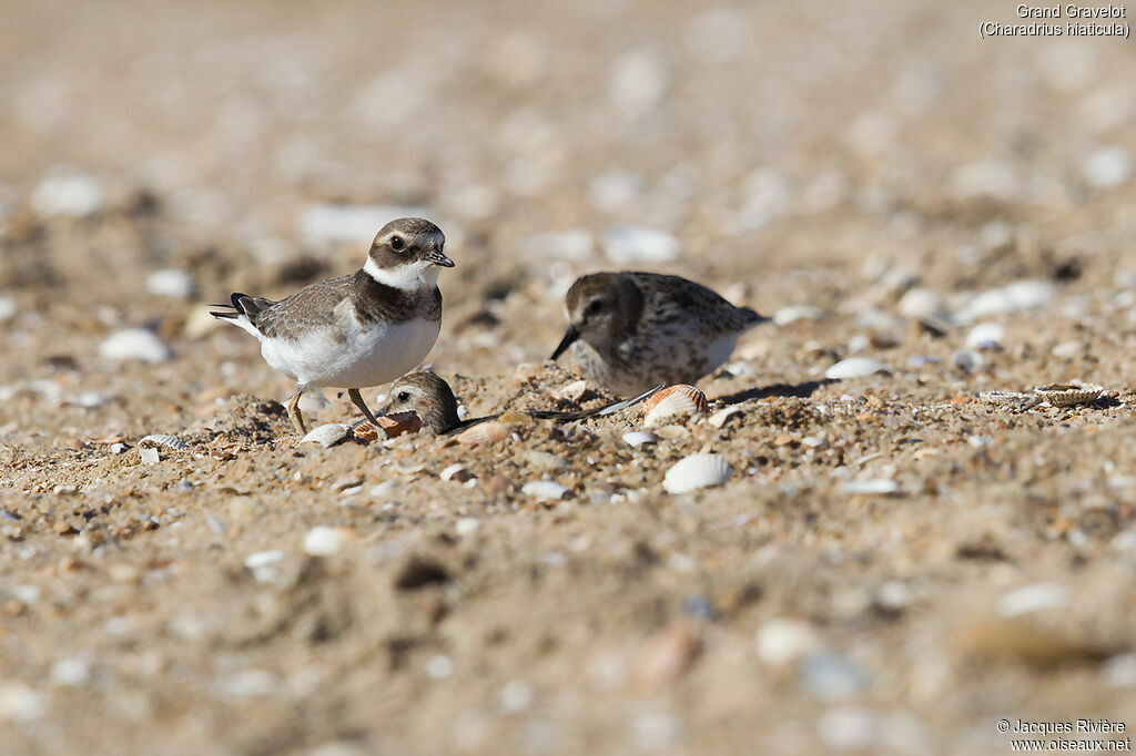 Common Ringed Ploverimmature