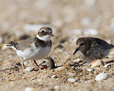 Common Ringed Plover