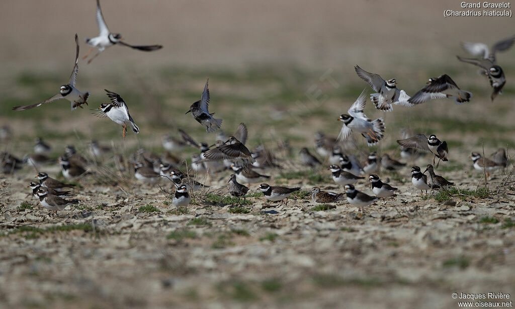 Common Ringed Ploveradult, Flight