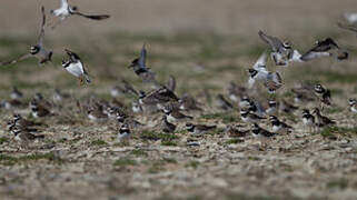 Common Ringed Plover