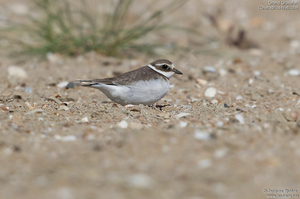 Common Ringed Ploverimmature, identification