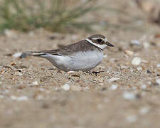 Common Ringed Plover