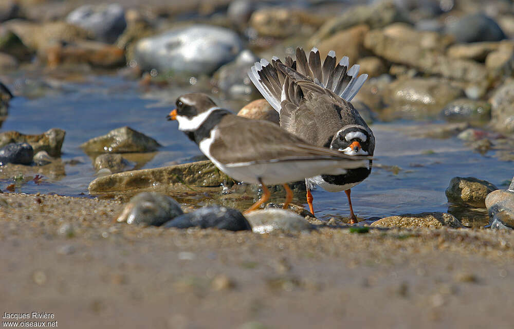 Common Ringed Ploveradult breeding, pigmentation, courting display, Behaviour