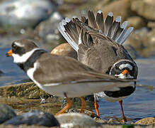 Common Ringed Plover