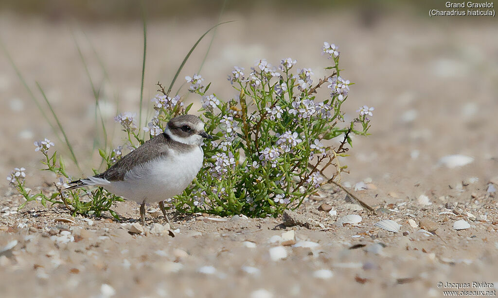 Common Ringed Ploverimmature, identification