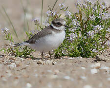 Common Ringed Plover