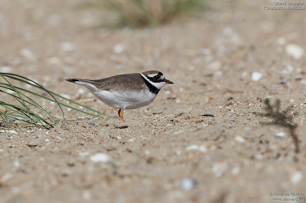 Common Ringed Ploveradult post breeding, identification