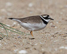 Common Ringed Plover