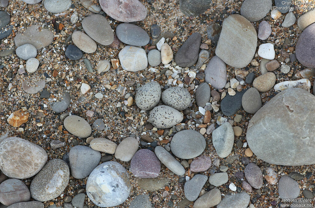 Common Ringed Plover, Reproduction-nesting