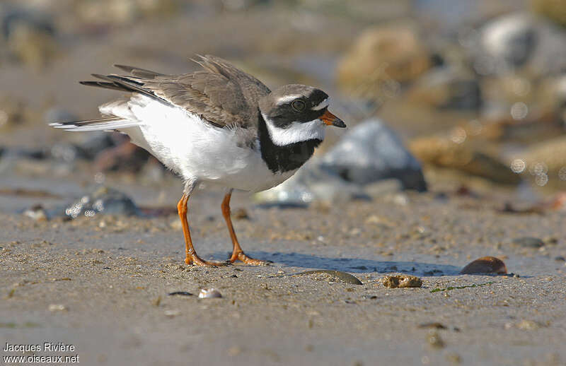 Common Ringed Plover female adult breeding, courting display, Behaviour
