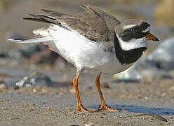 Common Ringed Plover