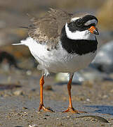 Common Ringed Plover