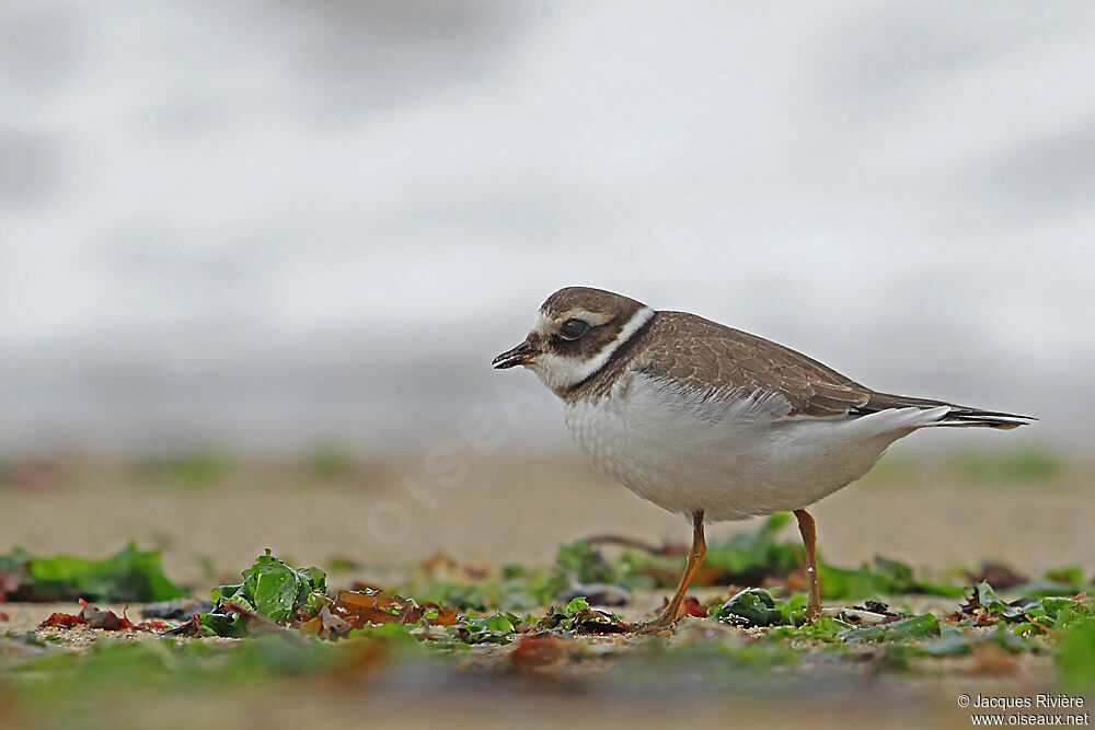 Common Ringed Ploverimmature