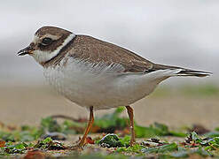 Common Ringed Plover