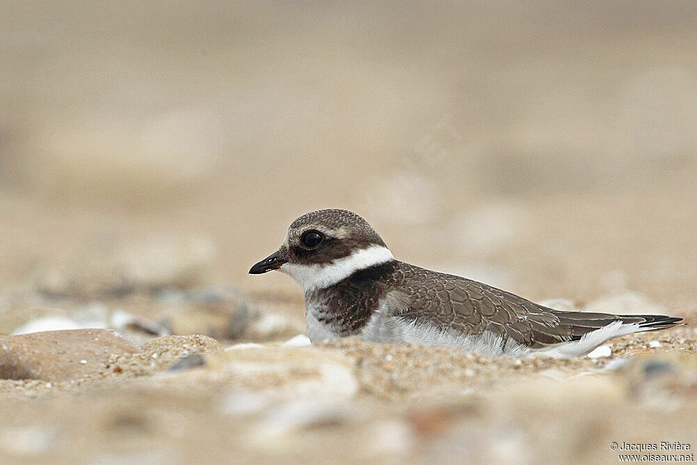 Common Ringed Ploverimmature