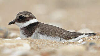 Common Ringed Plover