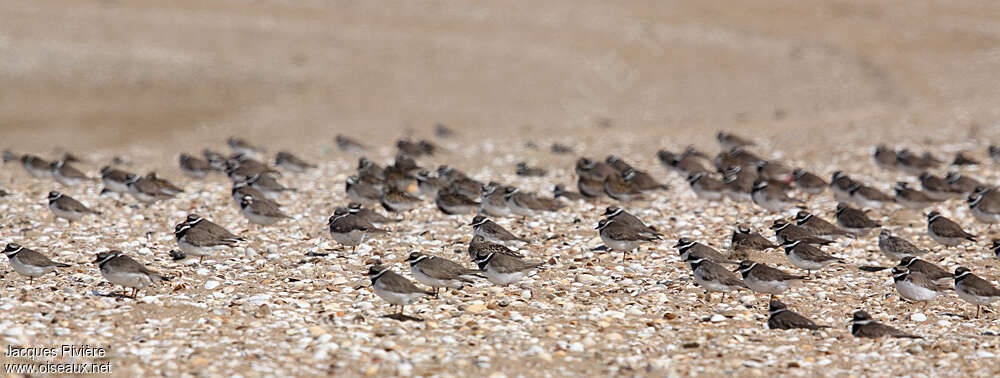 Common Ringed Ploveradult breeding, habitat, Behaviour